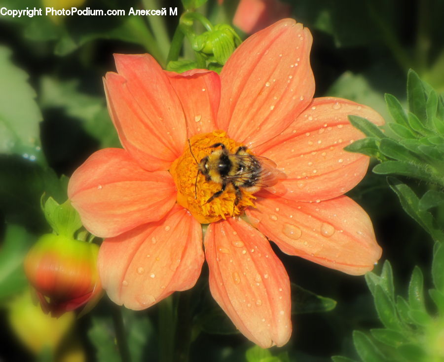 Flora, Pollen, Bee, Insect, Invertebrate, Produce, Vegetable