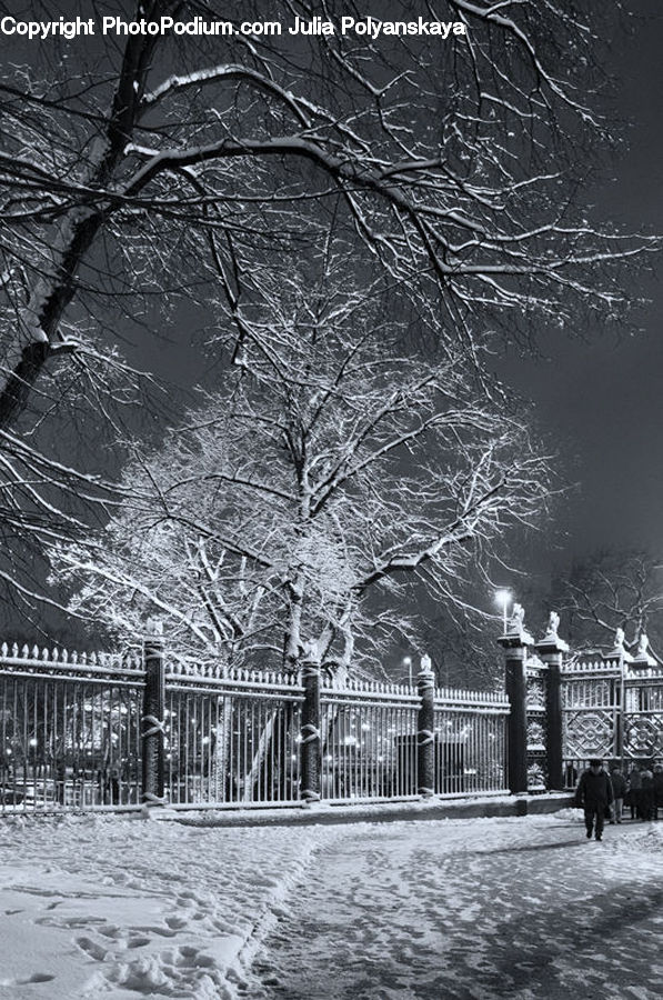 Ice, Outdoors, Snow, Plant, Tree, Park