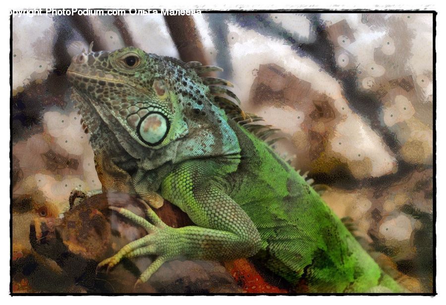 Iguana, Lizard, Reptile, Animal, Zoo