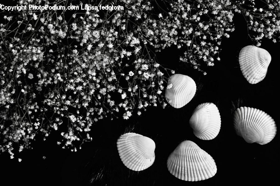 Clam, Sea Life, Seashell, Plant, Potted Plant, Astronomy, Outer Space