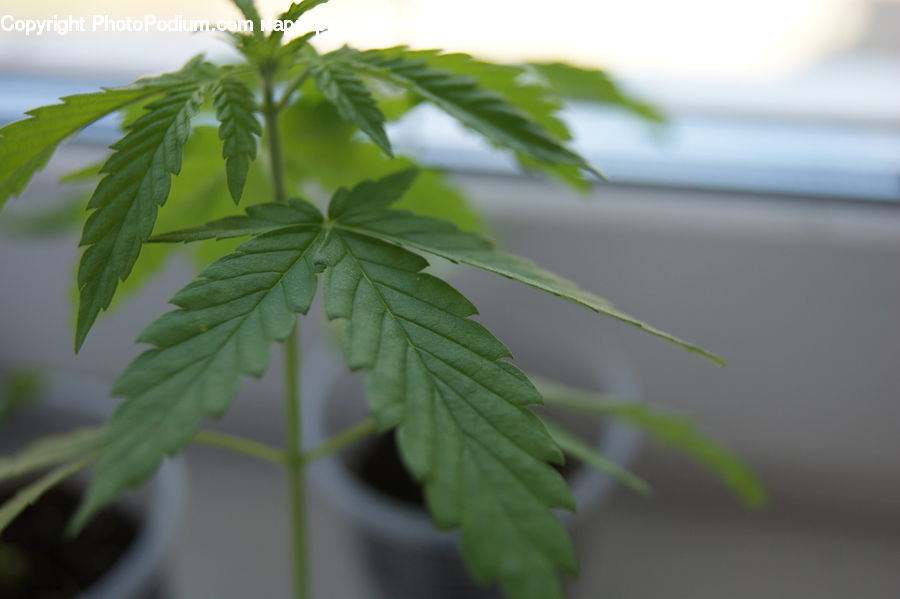 Fiber, Hemp, Plant, Blossom, Flora, Flower, Geranium