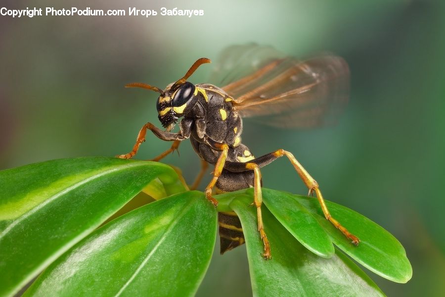 Bee, Hornet, Insect, Invertebrate, Wasp, Andrena, Apidae