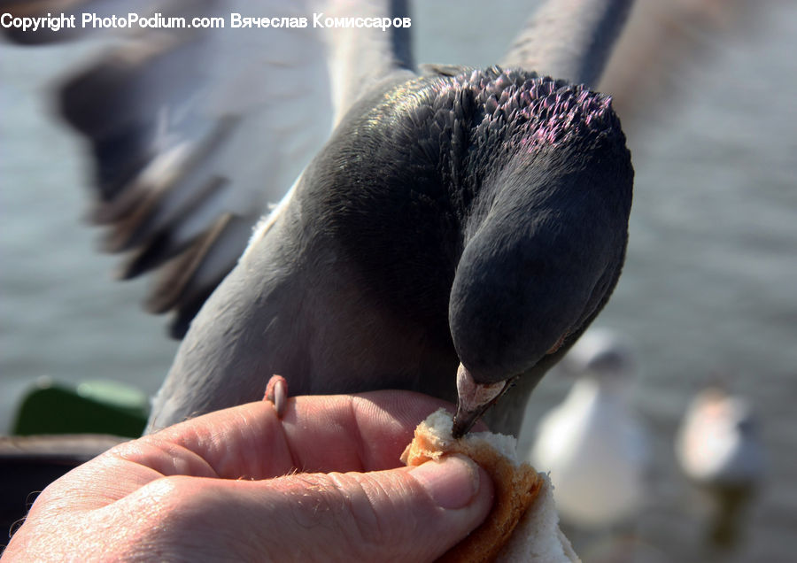 Bird, Pigeon, Booby