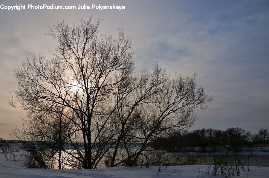 Plant, Tree, Flood, Landscape, Nature, Scenery, Birch