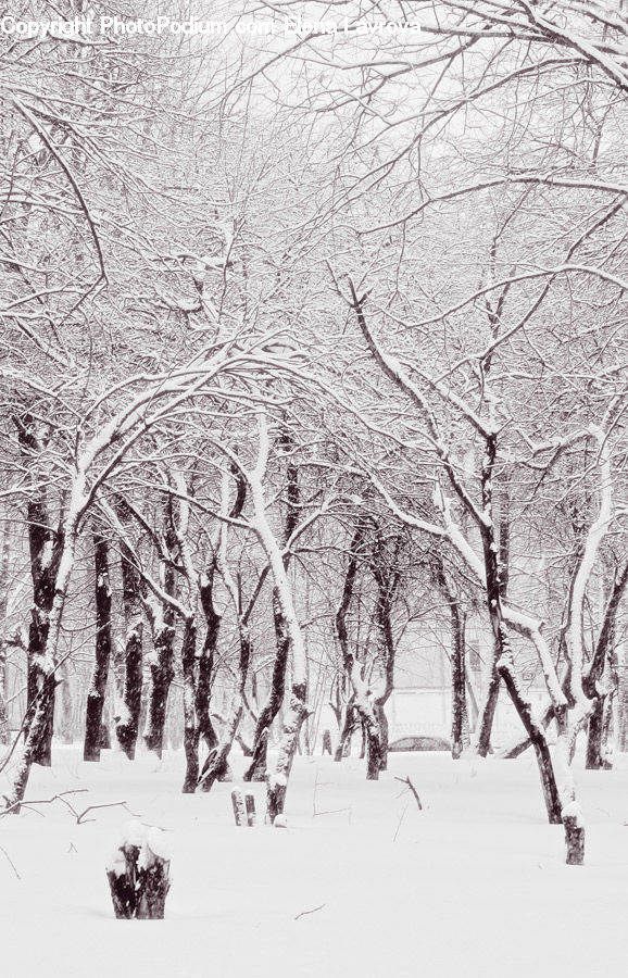 Ice, Outdoors, Snow, Plant, Tree, Forest, Vegetation