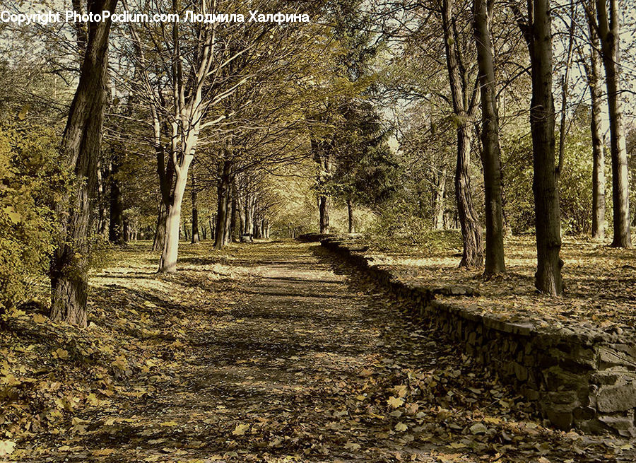 Dirt Road, Gravel, Road, Path, Walkway, Forest, Vegetation