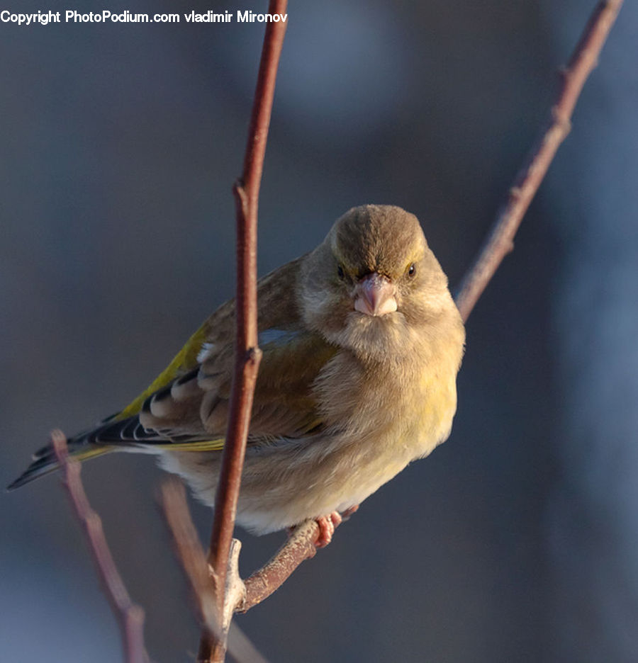 Bee Eater, Bird, Canary, Finch, Wren, Ardeidae, Head