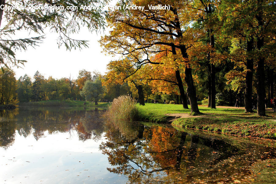 Outdoors, Pond, Water, Conifer, Fir, Plant, Tree