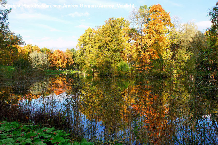 Conifer, Fir, Plant, Tree, Outdoors, Pond, Water