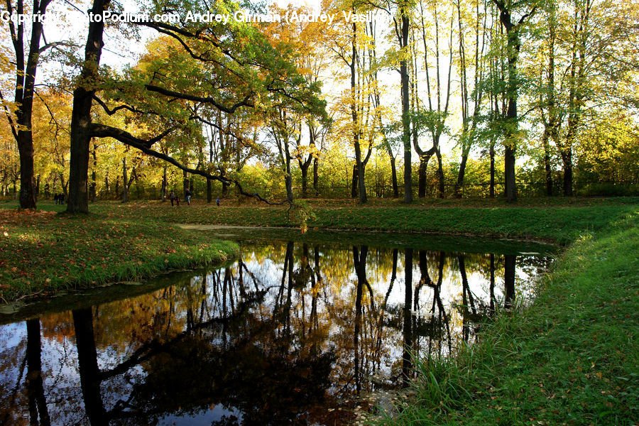Oak, Tree, Wood, Plant, Forest, Grove, Land