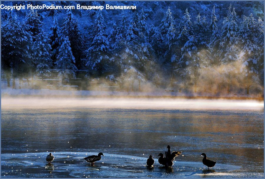Bird, Goose, Waterfowl, Leisure Activities