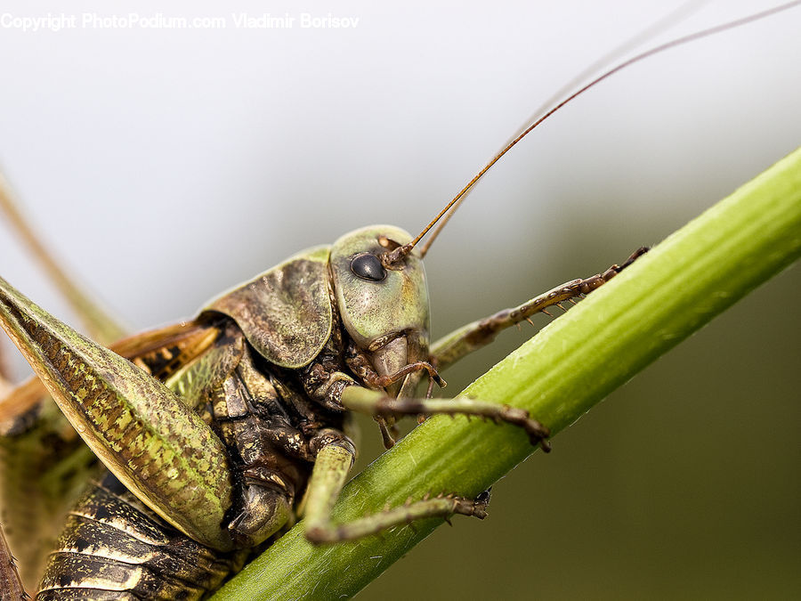 Cricket Insect, Grasshopper, Insect, Invertebrate, Aphid, Plant, Blossom