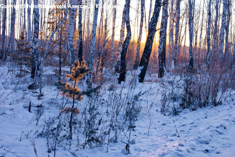 Birch, Tree, Wood, Forest, Vegetation, Conifer, Fir