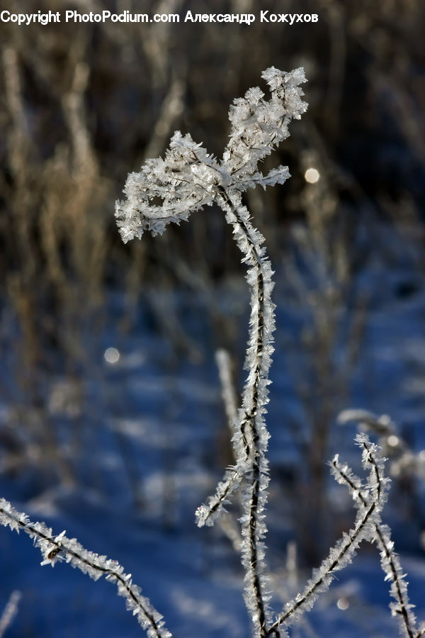 Frost, Ice, Outdoors, Snow, Blossom, Flora, Flower