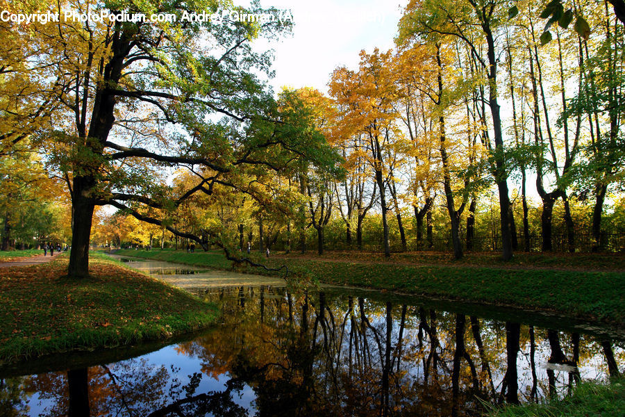 Outdoors, Pond, Water, Forest, Vegetation, Plant, Tree