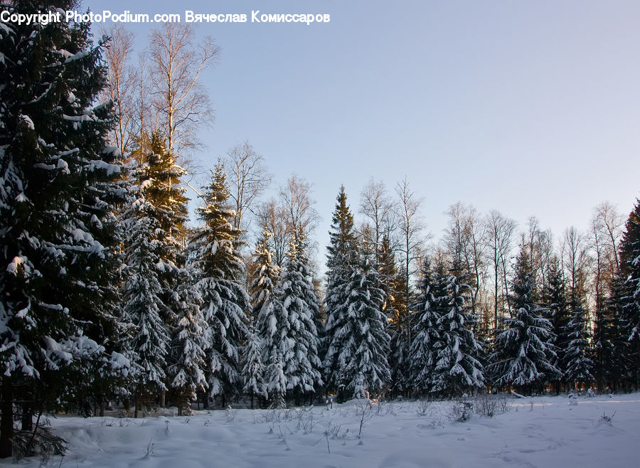 Conifer, Fir, Spruce, Wood, Plant, Tree, Pine