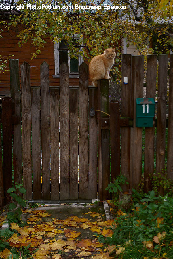 Box, Mailbox, Postbox, Ivy, Plant, Vine, Fir