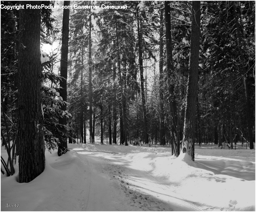 Ice, Outdoors, Snow, Forest, Vegetation, Plant, Tree