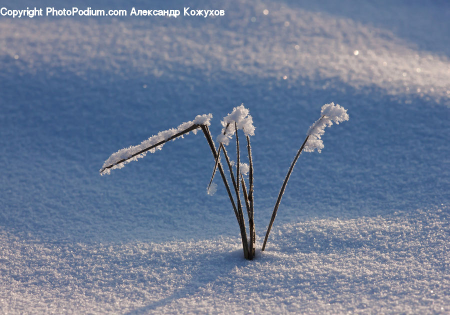 Frost, Ice, Outdoors, Snow, Field, Grass, Grassland