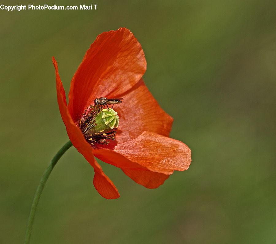 Blossom, Flora, Flower, Plant, Poppy, Geranium, Apidae