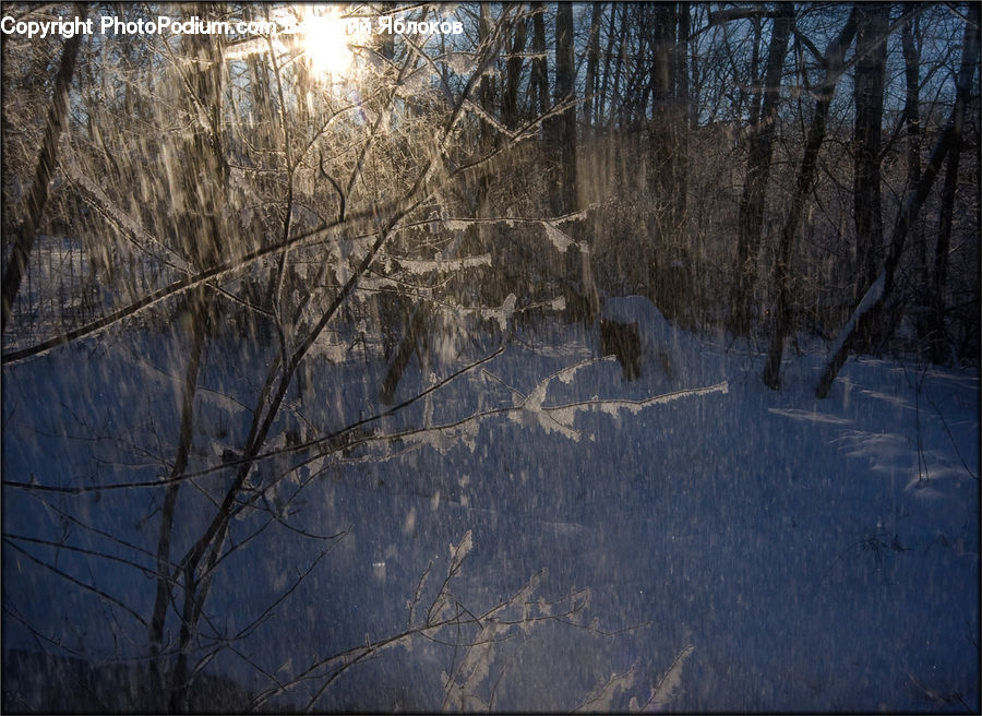 Field, Grass, Grassland, Plant, Forest, Vegetation, Birch