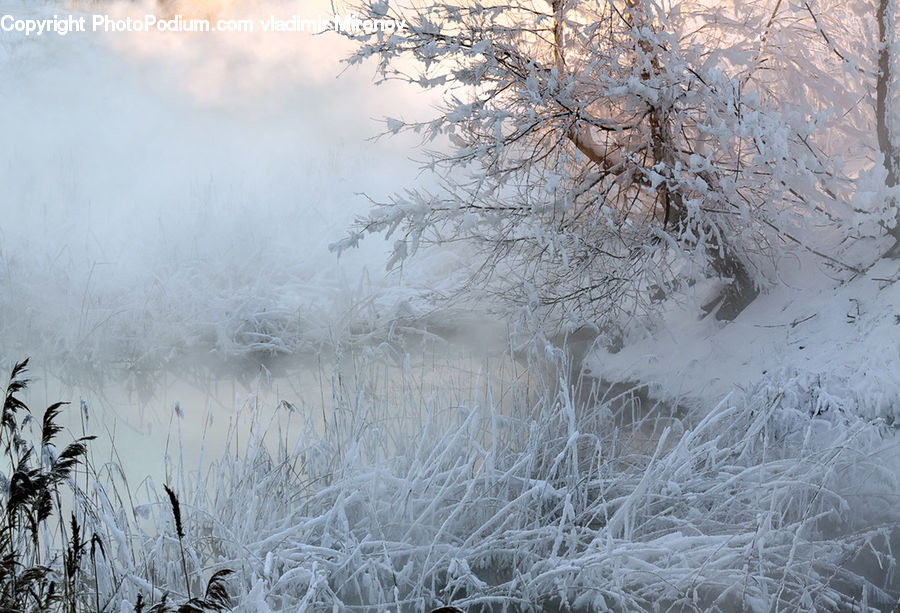 Grass, Plant, Reed, Frost, Ice, Outdoors, Snow