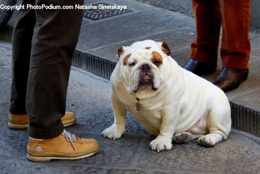 Animal, Boxer, Bulldog, Canine, Dog, Mammal, Pet