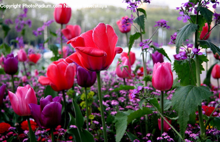 Blossom, Flora, Flower, Plant, Tulip, Crocus, Geranium