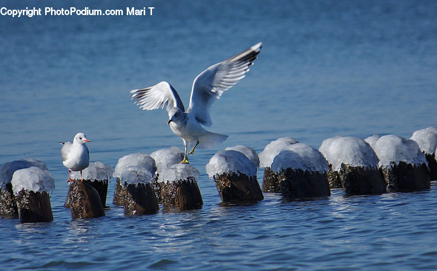 Bird, Seagull, Booby, Cake, Dessert, Food, Goose