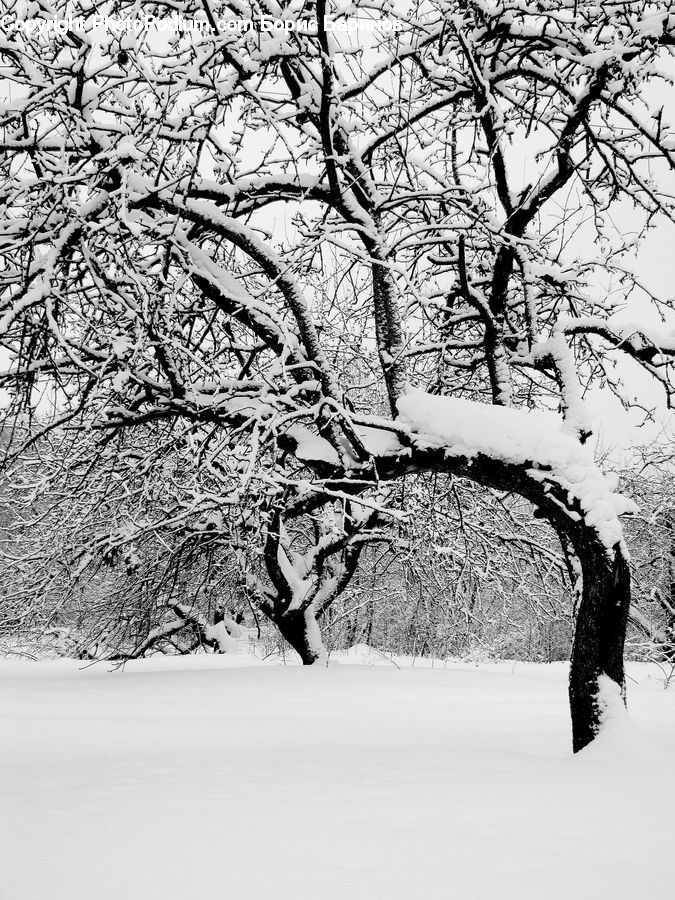 Ice, Outdoors, Snow, Plant, Tree, Oak, Wood