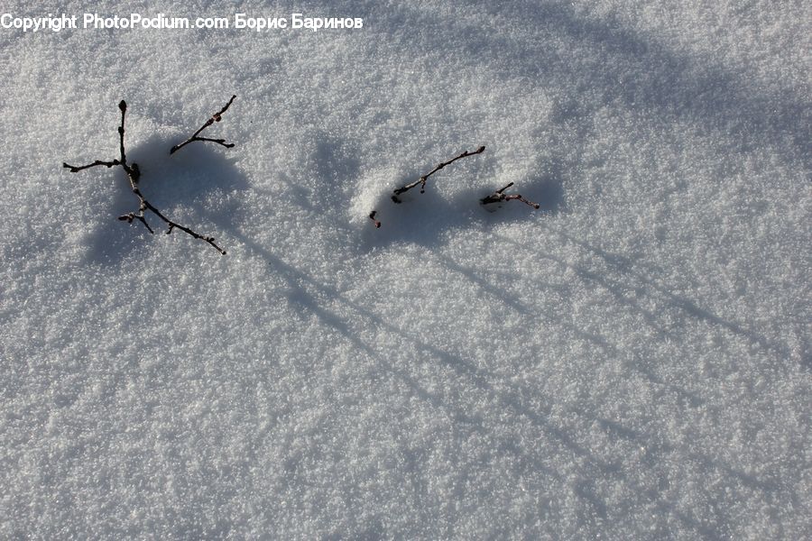 Ice, Outdoors, Snow, Adventure, Insect, Invertebrate, Mosquito