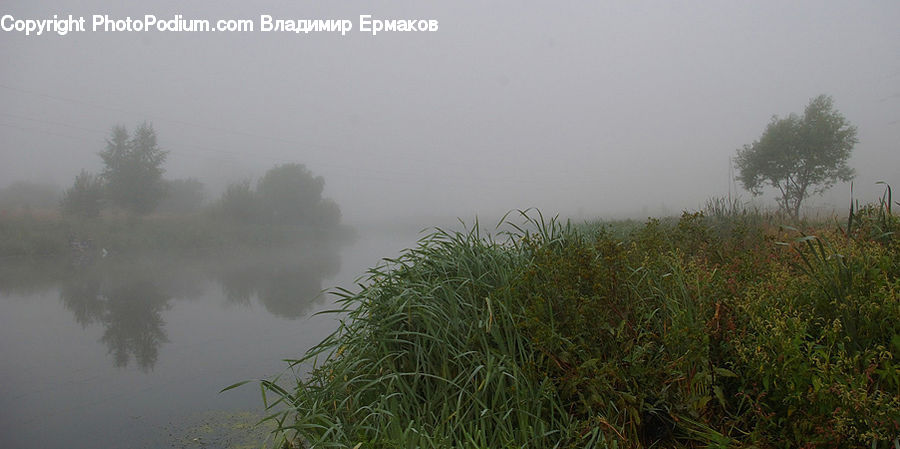 Fog, Mist, Outdoors, Field, Grass, Grassland, Plant