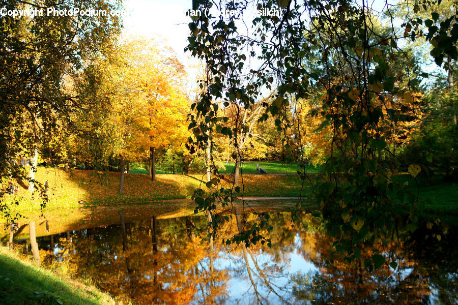 Outdoors, Pond, Water, Park, Canal, River, Forest