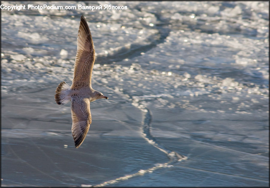 Bird, Booby, Seagull, Buzzard, Harrier, Hawk, Vulture