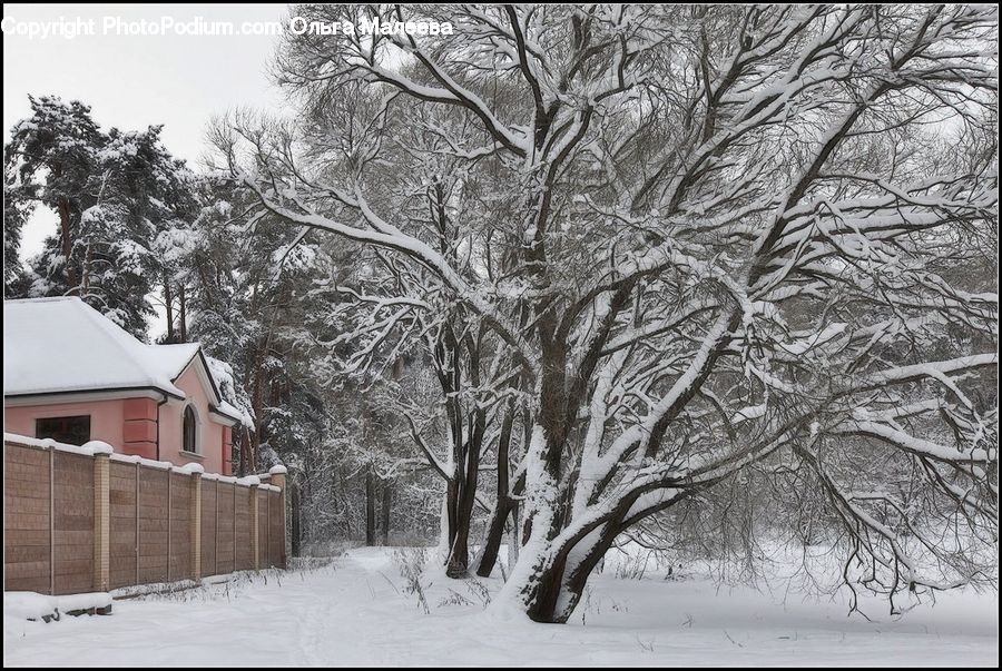 Ice, Outdoors, Snow, Conifer, Fir, Pine, Plant