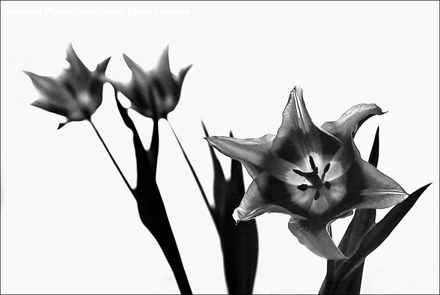 Amaryllis, Flower, Plant, Blossom, Flora, Tulip, Aquilegia