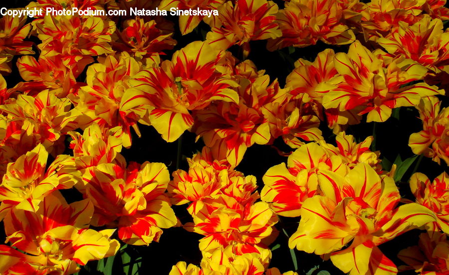 Flora, Flower, Gladiolus, Plant, Blossom, Flower Arrangement, Flower Bouquet