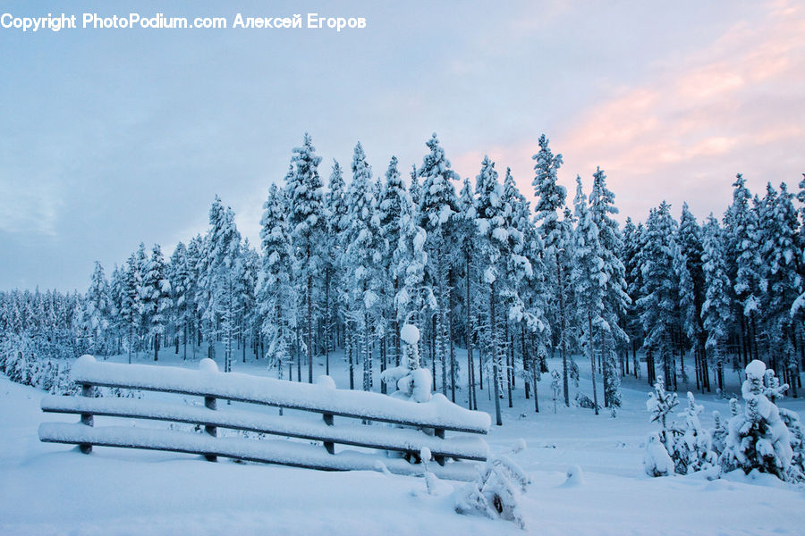 Bench, Park Bench, Conifer, Fir, Plant, Tree, Forest