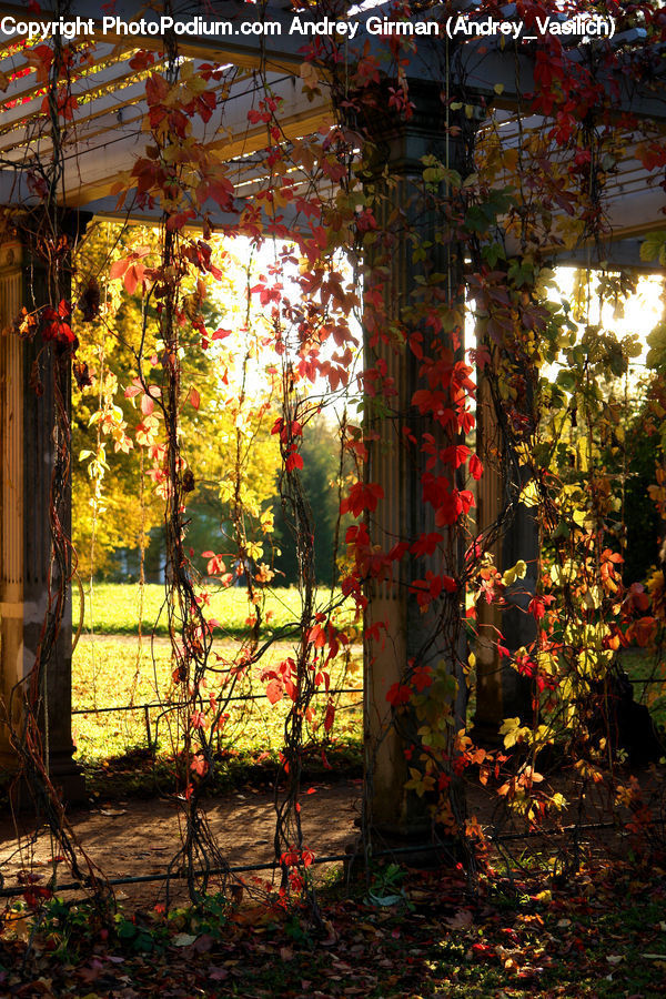 Plant, Potted Plant, Patio, Pergola, Porch, Ivy, Vine
