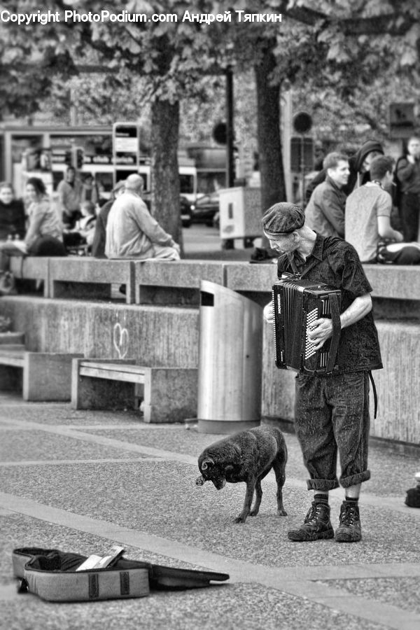 People, Person, Human, Bench, Accordion, Musical Instrument, Animal