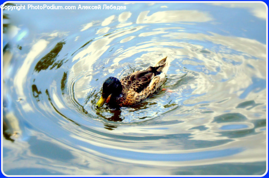 People, Person, Human, Bird, Duck, Teal, Waterfowl