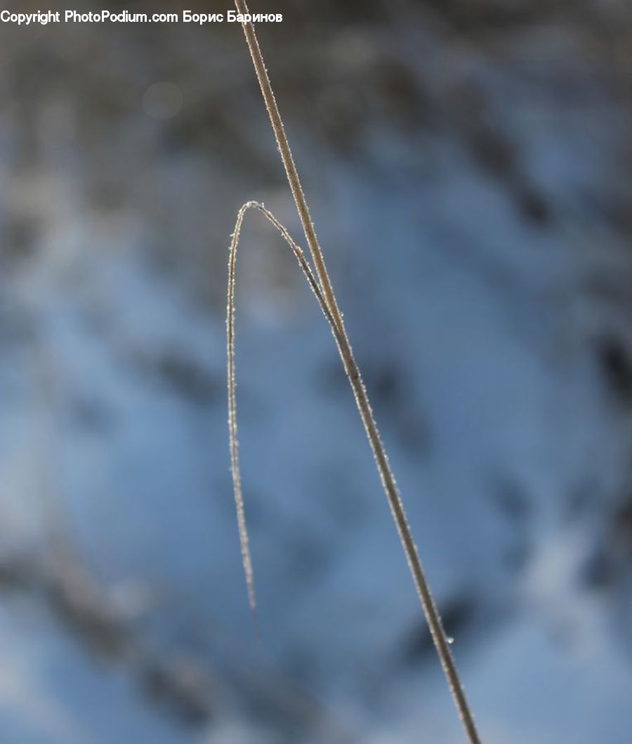 Grass, Plant, Reed, Field, Grassland, Moss