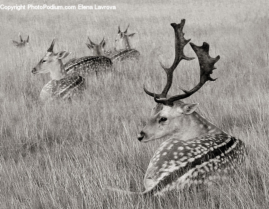 Animal, Antelope, Gazelle, Impala, Mammal, Canine, Coyote