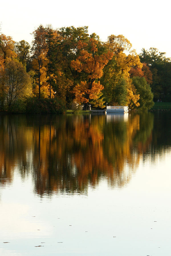 Outdoors, Pond, Water, Plant, Tree, Blossom, Flora