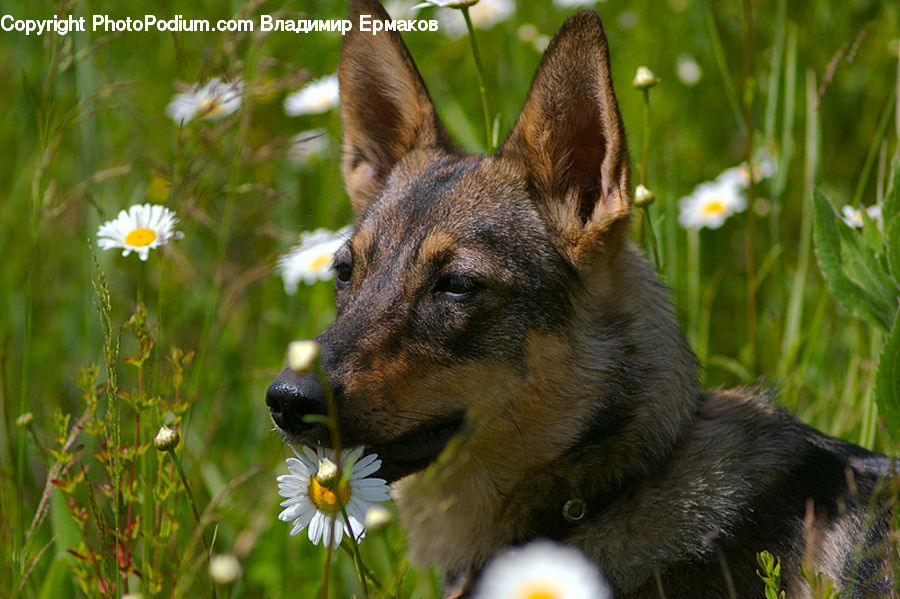 Animal, Canine, Dog, German Shepherd, Mammal, Pet, Terrier