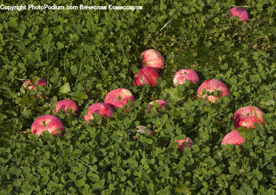 Apple, Fruit, Blossom, Flora, Flower, Geranium, Plant