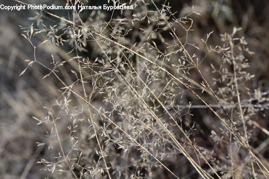 Field, Grass, Grassland, Plant, Reed, Frost, Ice