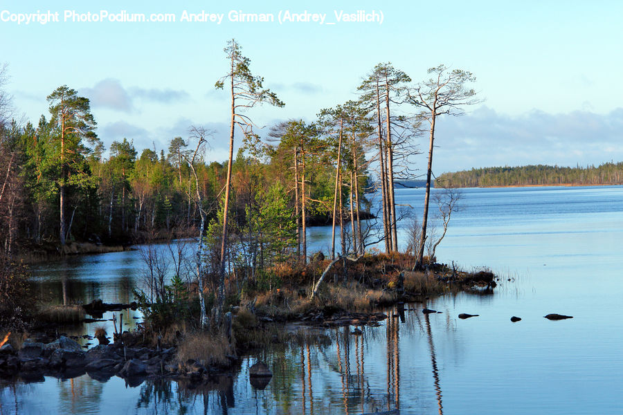 Land, Marsh, Outdoors, Swamp, Water, Pond, Lake