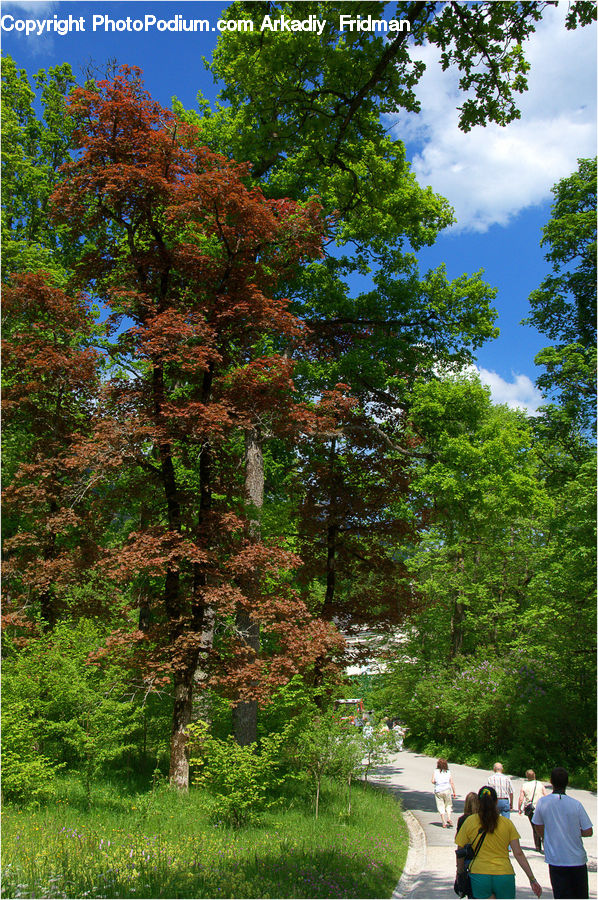 Plant, Tree, Oak, Wood, Conifer, Fir, Spruce