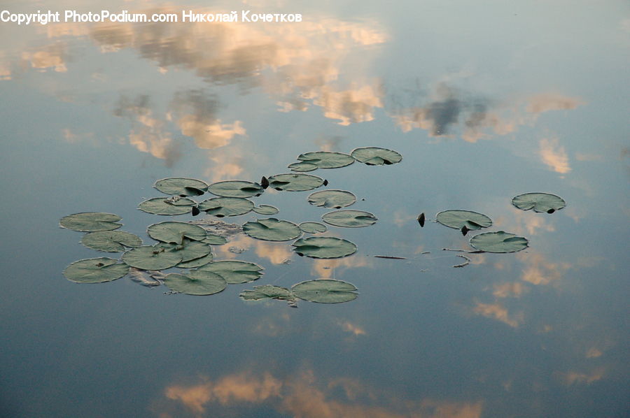 Water, Outdoors, Pond, Ripple, Art, Field, Grass